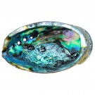 Abalone (Paua) skjell 11-14 cm AAA-kvalitet thumbnail