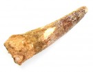 Spinosaur tann fossil 50-80 mm thumbnail