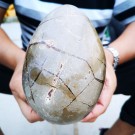 Septarian Dragon Egg Geode 1,69 kilo thumbnail