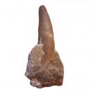 Plesiosaur (Svaneøgle) tann fossil 55 mm thumbnail
