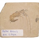 Reke fossil fra Libya på matrix 70 x 65 mm thumbnail