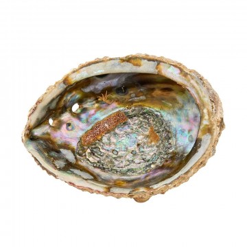 Abalone (Paua) skjell 12-15 cm