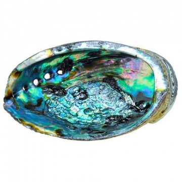 Abalone (Paua) skjell 11-14 cm AAA-kvalitet