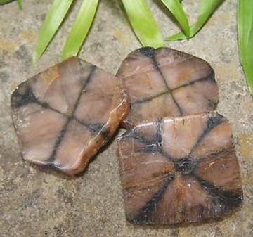 Chiastolitt (Korsstein) skive polert ca 5 cm