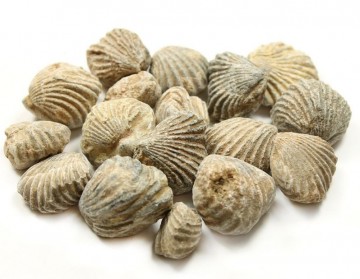 Brachiopods fossil 10-25 mm