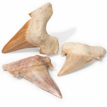 Hai tann fossil Otodus fra Jura tiden 5-7 cm