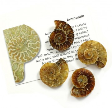 Ammonitt fossil fra Madagaskar