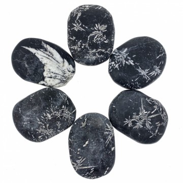 Krysantemum stein flat lommestein 30-40 mm AA-kvalitet