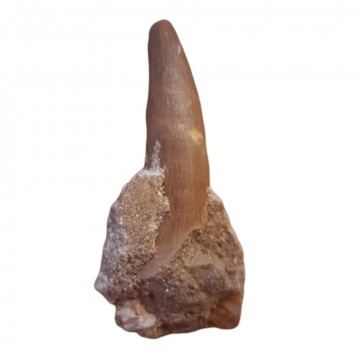 Plesiosaur (Svaneøgle) tann fossil 55 mm