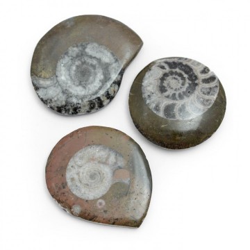 Goniatitt fossil 30-50 mm