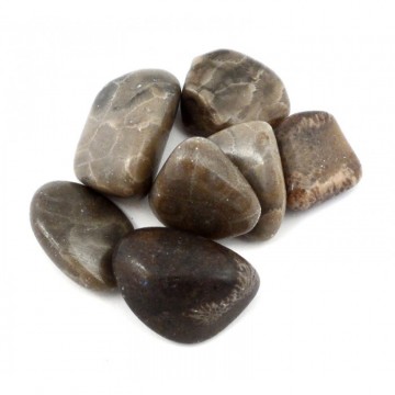 Petoskey Stone Tromlet Medium AAA-kvalitet