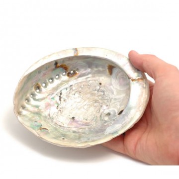 Abalone (Paua) skjell 7,5-10 cm