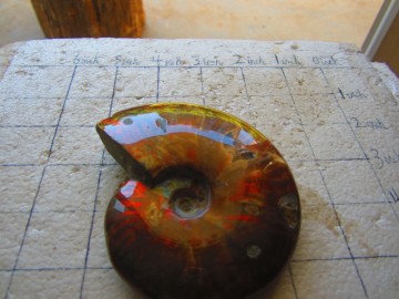 Ammonitt fossil fra Madagaskar, 234 gram