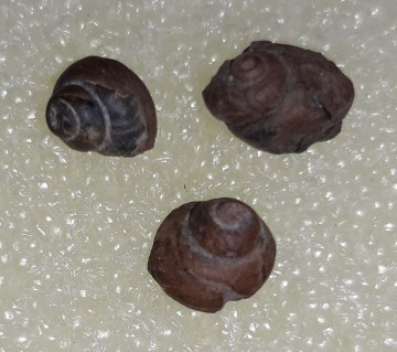 Sneglehus fossil små fra Norge