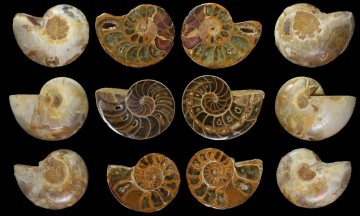 Ammonitt fossil fra Madagaskar ca 3 cm AAA-kvalitet