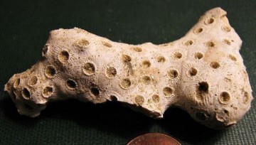 Korall (Astrelia Palmate) fra USA Medium AAA-kvalitet