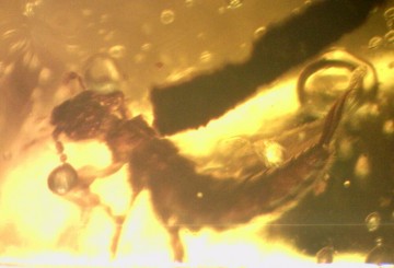 Rav (Burmitt Amber) med insekt 100 millioner år 1,42 gram