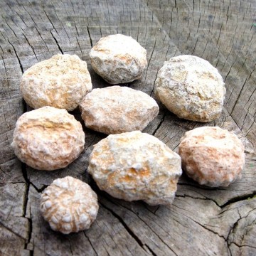 Kråkebolle (Urchins) fossil Rå Små 10-20 mm A-kvalitet