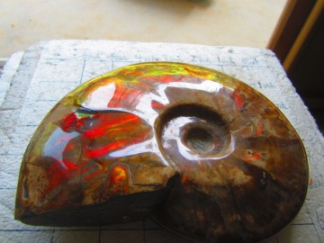 Ammonitt fossil fra Madagaskar, 1108 gram