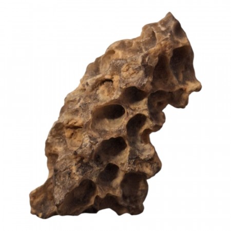 Seed Pod fossil 30 mm AAA-kvalitet