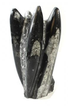 Orthoceras Fossil