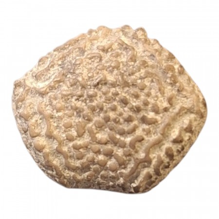 Crinoid Fossil Rå 15 mm AAA-kvalitet