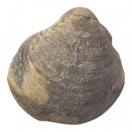 Brachiopods fossil 20 mm (USA) AAA-kvalitet