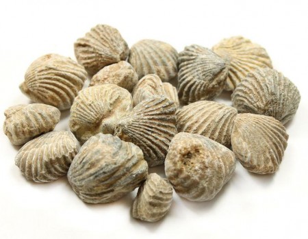 Brachiopods fossil